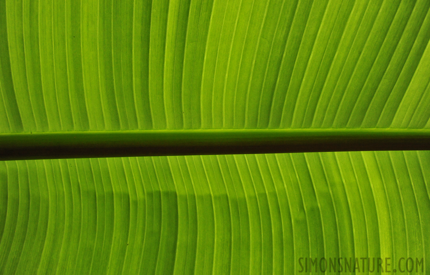 Leave of an enset plant [28 mm, 1/100 sec at f / 8.0, ISO 4000]